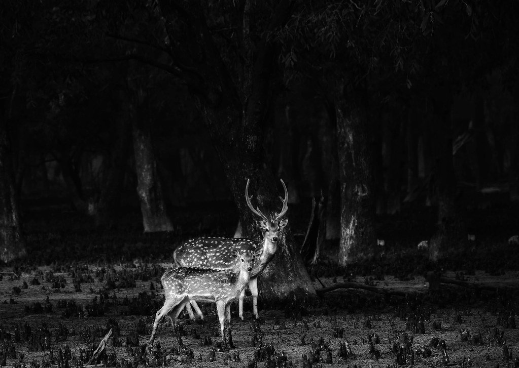 Deer in Forest Photography by Ajmain Fayek